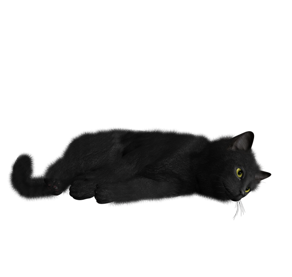 Черная кошка на белом фоне