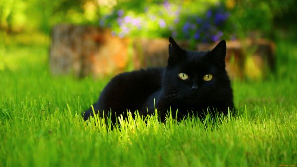 Красивые черные коты