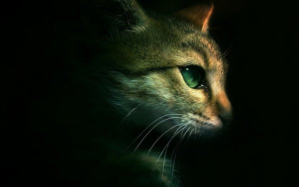 Кот с зелёными глазами в темноте