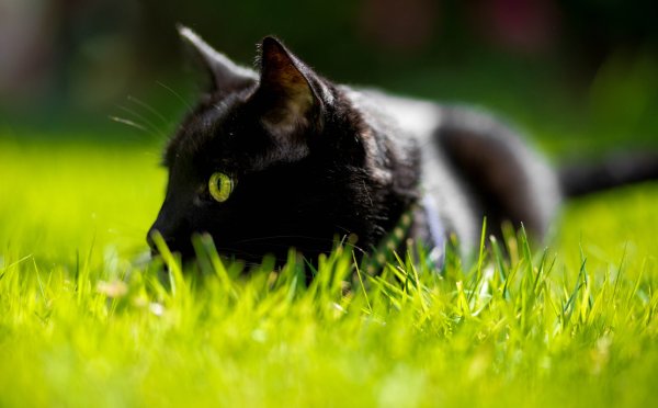 Черная кошка в траве