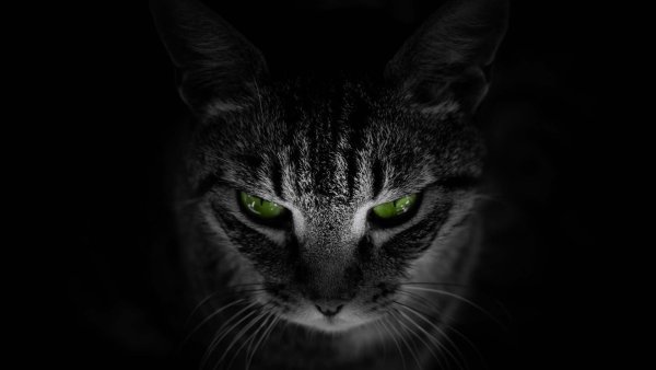 Кошка на темном фоне