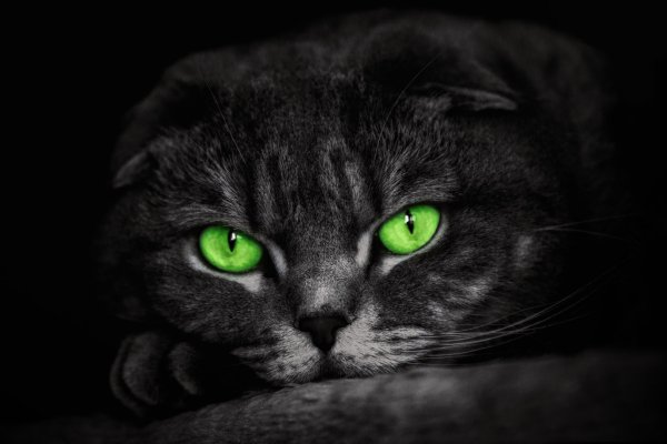 Шотландская вислоухая кошка черная с зелеными глазами