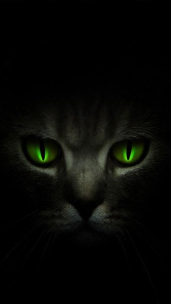 Черный кот на зеленом фоне