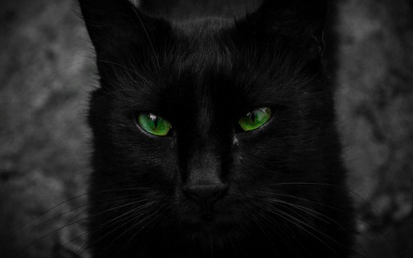 Чёрные коты с зелёными глазами