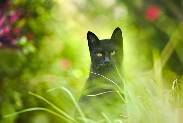 Коты в траве