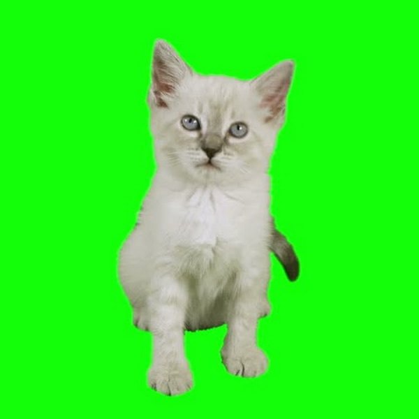 Кот на зеленом фоне