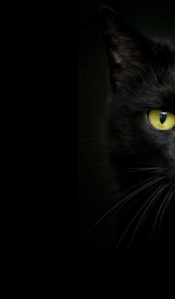 Черный кот вертикально на черном фоне
