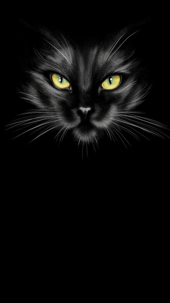 Красивая кошка на черном фоне