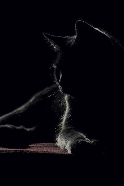 Котик на темном фоне
