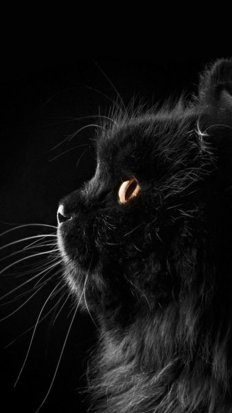 Красивый черный кот