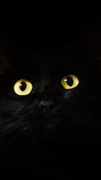 Красивая черная кошка