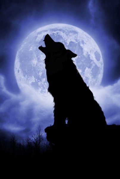 Черный волк на фоне луны