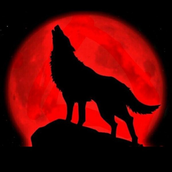 Волк на Красном фоне