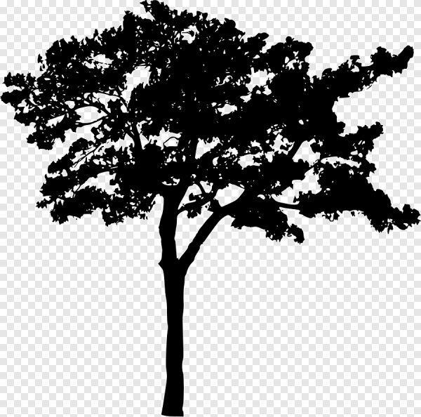 Темные силуэты деревьев