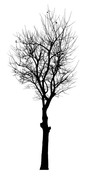 Черный силуэт дерева