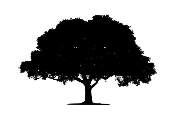 Силуэт дерева дуб