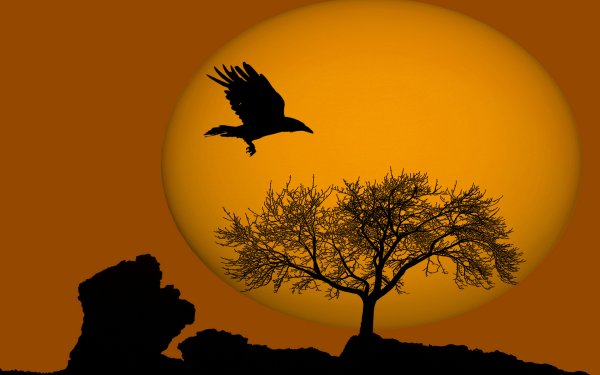 Птица на фоне солнца