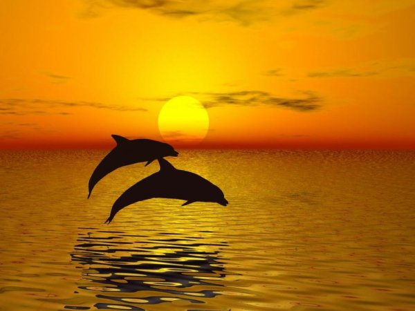 Дельфины на рассвете