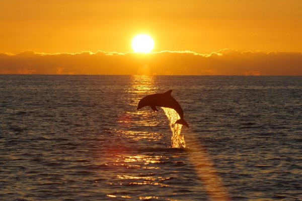 Дельфины прыгают из воды на закате
