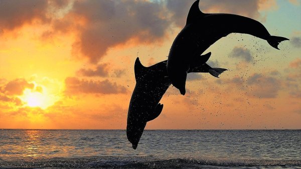 Море с дельфинами картинки
