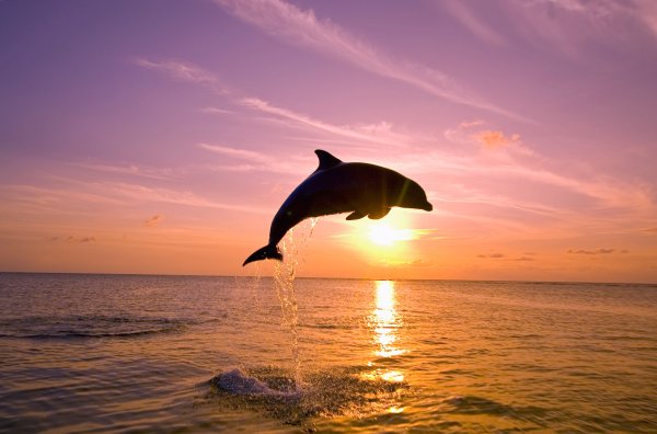 Дельфин на фоне солнца