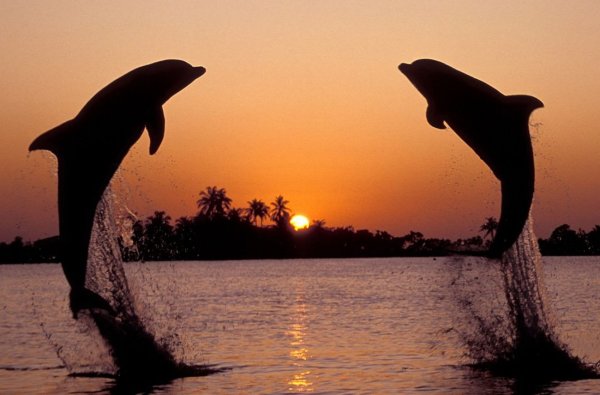 Два дельфина на закате