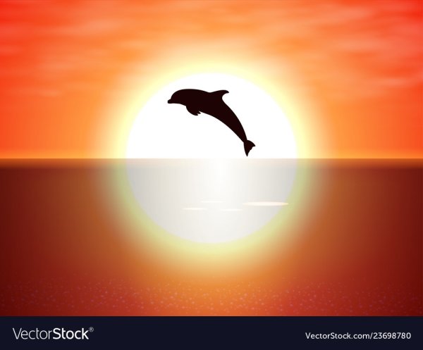 Дельфин выпрыгивает из воды на закате