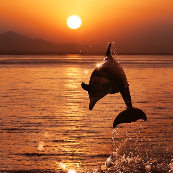 Дельфин на фоне заката