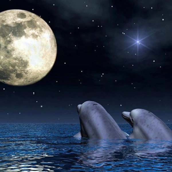 Дельфины на фоне луны