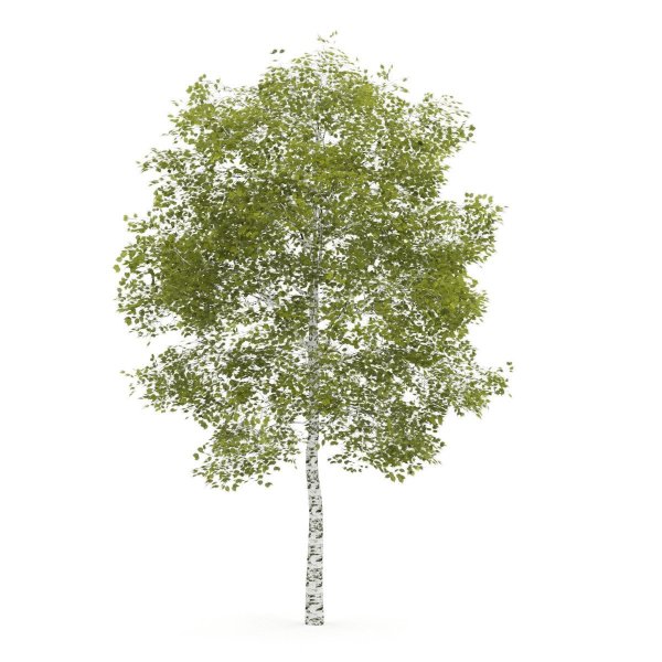 Betula pubescens дерево
