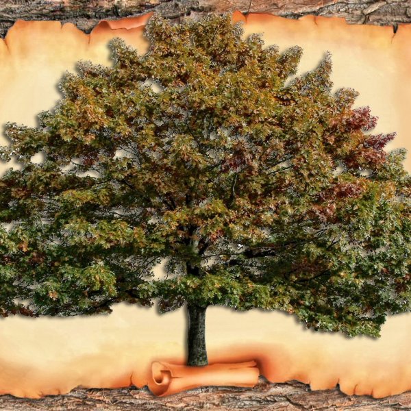 Дерево для генеалогического древа