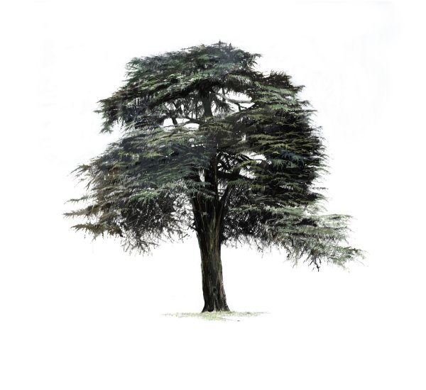 Белый кедр дерево