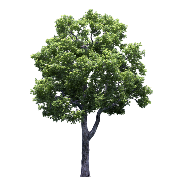 Липа мелколистная дерево фотошоп