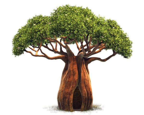 Баобаб дерево