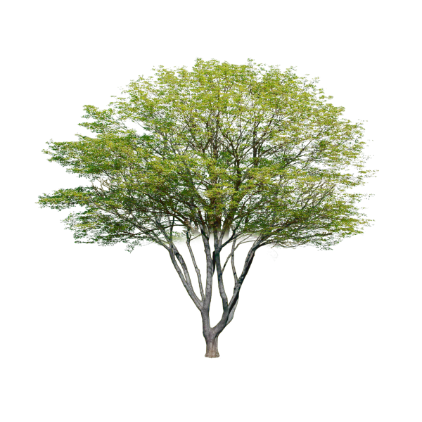 Дерево на прозрачном фоне