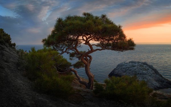 Сосна Пиния Pinus pinea
