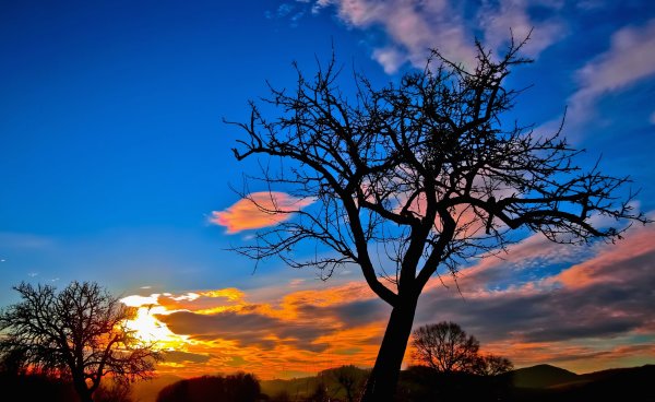 Дерево на фоне заката
