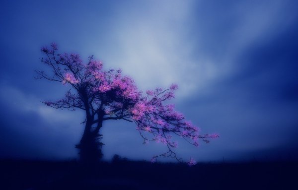Дерево на лиловом фоне