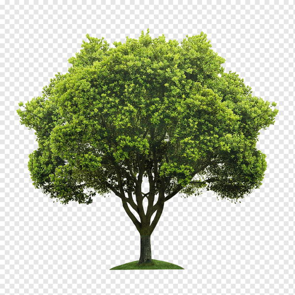 Дерево на зеленом фоне