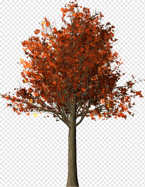 Клен коричневый дерево