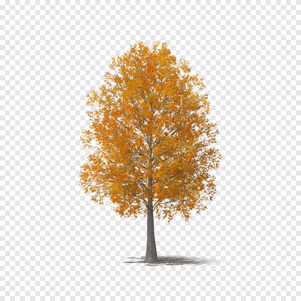 Дерево береза осенью