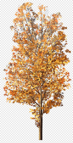 Осеннее дерево на прозрачном фоне