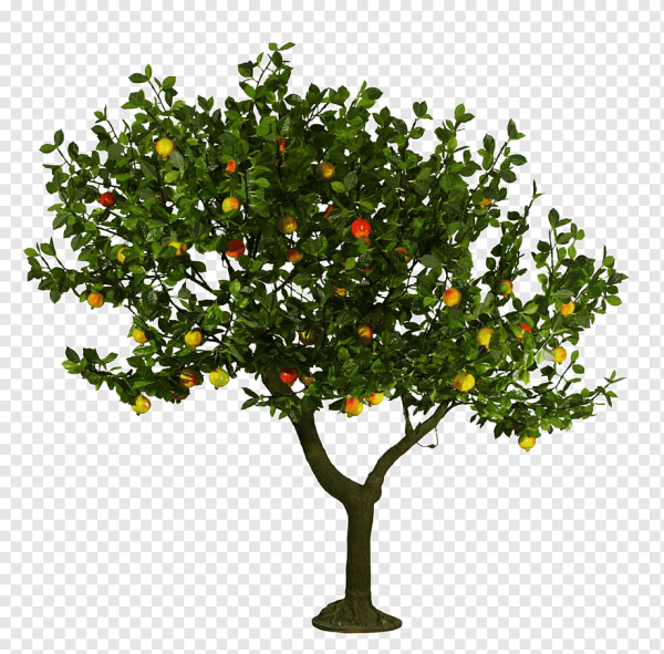 Айва плодовое дерево