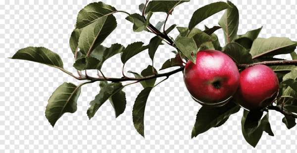 Ветка яблони с плодами