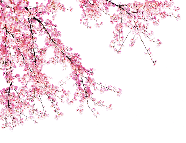 Sakura ветка