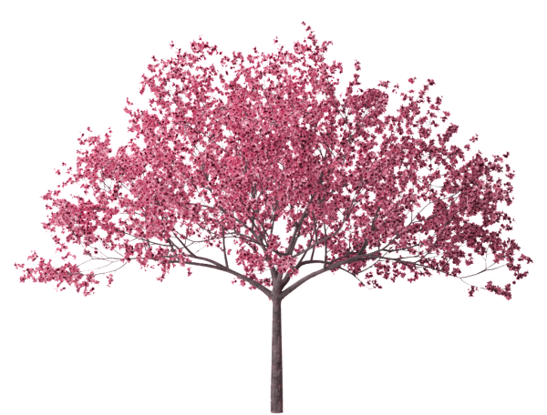 Сакура рендер дерево