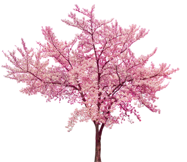 Розовое Вишневое дерево дерево