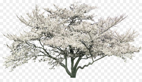Цветущее дерево на прозрачном фоне