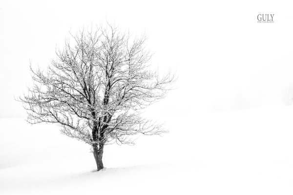 Зимнее дерево на белом фоне