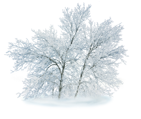Дерево в снегу на прозрачном фоне